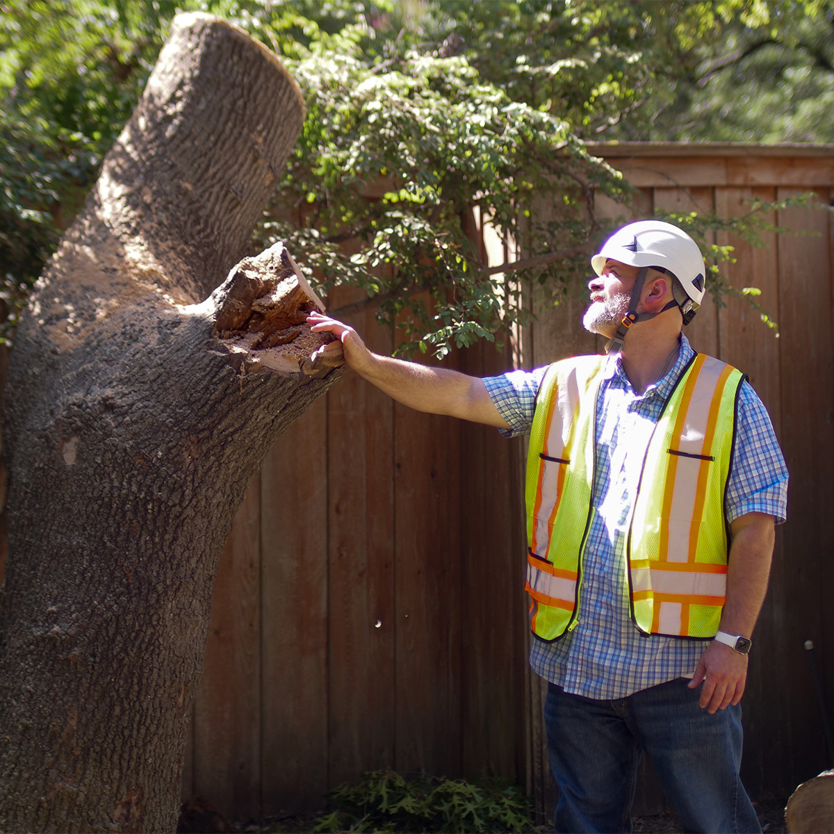 Professional arborist assessment